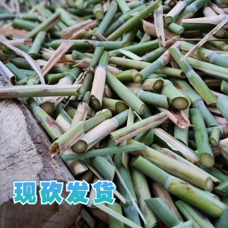牧草王一件代发新品牧草王糖蔗二号糖营养无毛多年生四