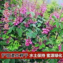 多花木兰灌木种子蜜源植物水土保持公路护坡种子绿化多年生护