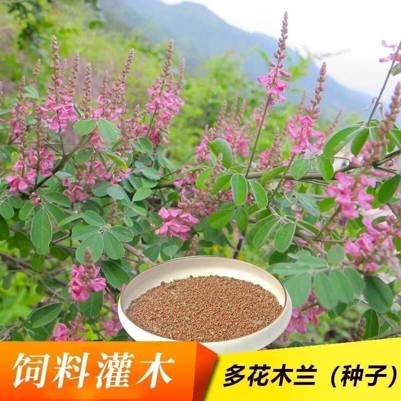 多花木兰灌木种子蜜源植物水土保持公路护坡种子绿化多年生护