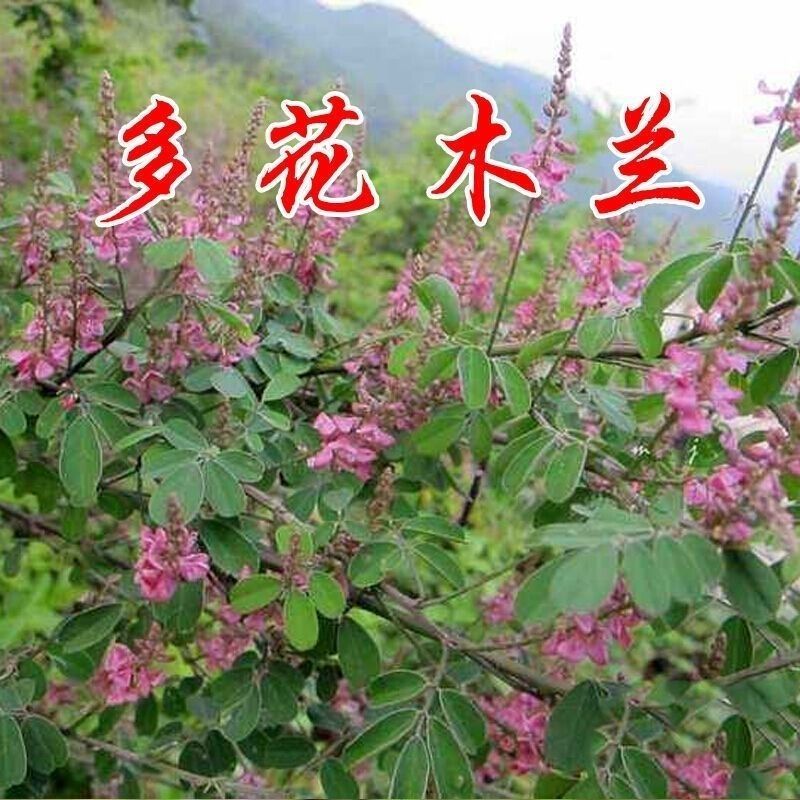 多花木兰灌木种子蜜源植物水土保持公路护坡种子绿化多年生护