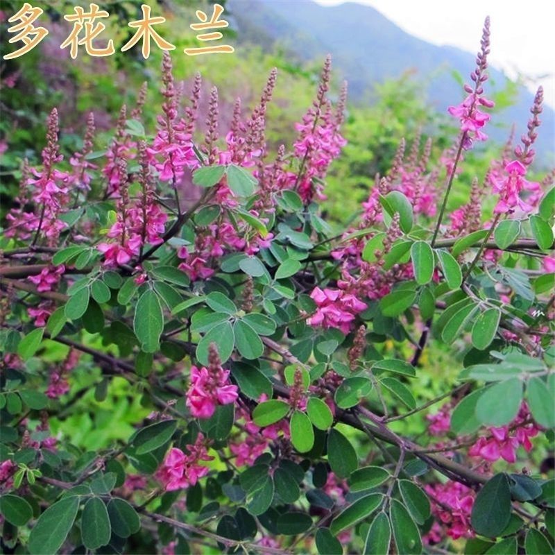 多花木兰灌木种子蜜源植物水土保持公路护坡种子绿化多年生护