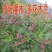 多花木兰灌木种子蜜源植物水土保持公路护坡种子绿化多年生护