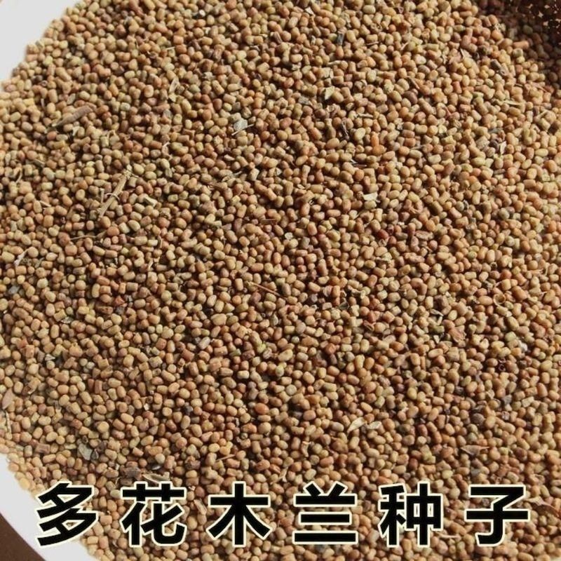 多花木兰灌木种子蜜源植物水土保持公路护坡种子绿化多年生护