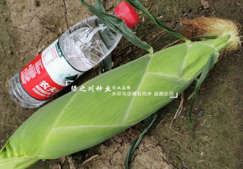 中苗玉米种玉糯鲜7号甜加糯玉米种子大棒高产矮杆白甜糯玉米