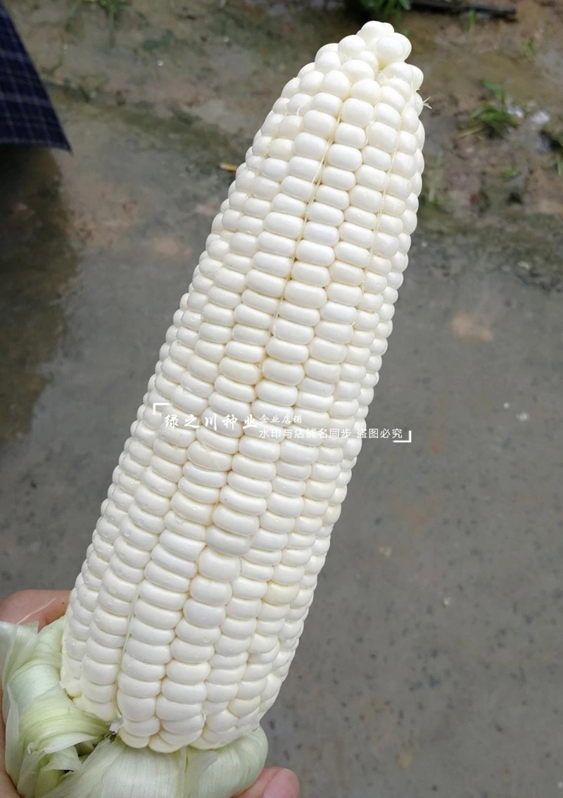 中苗玉米种玉糯鲜7号甜加糯玉米种子大棒高产矮杆白甜糯玉米