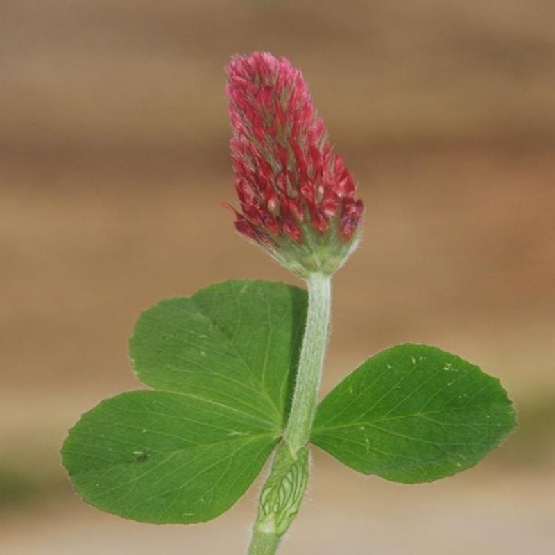 绛三叶种子车轴套草蜜源花卉饲用牧草固土护坡观赏草坪降三叶