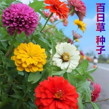 混色百日草花种子四季开花百曰草花籽种子室外百日草种子花海