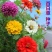 混色百日草花种子四季开花百曰草花籽种子室外百日草种子花海