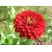 混色百日草花种子四季开花百曰草花籽种子室外百日草种子花海