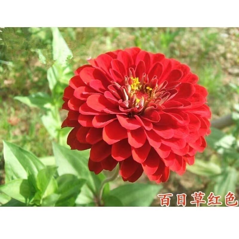 混色百日草花种子四季开花百曰草花籽种子室外百日草种子花海
