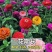 混色百日草花种子四季开花百曰草花籽种子室外百日草种子花海