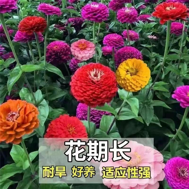 混色百日草花种子四季开花百曰草花籽种子室外百日草种子花海