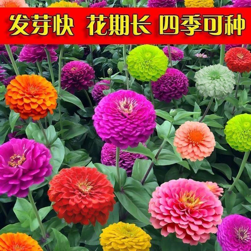 混色百日草花种子四季开花百曰草花籽种子室外百日草种子花海