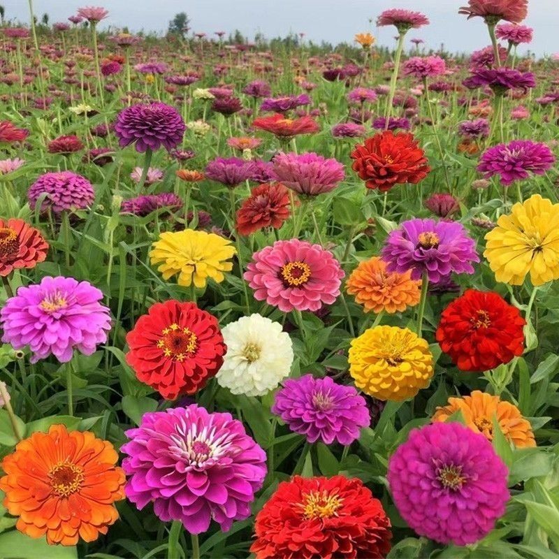 混色百日草花种子四季开花百曰草花籽种子室外百日草种子花海