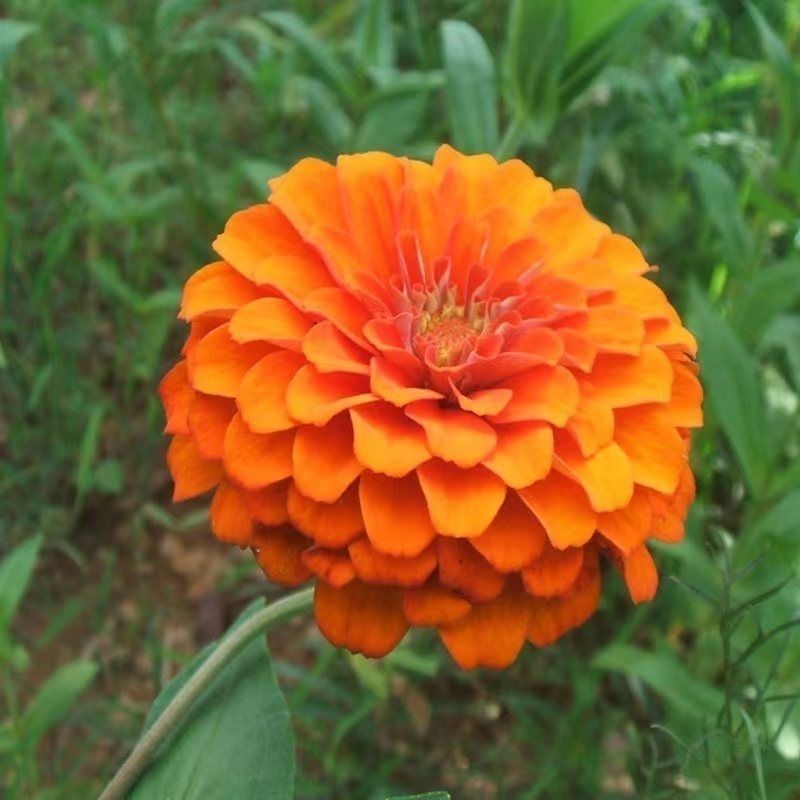 混色百日草花种子四季开花百曰草花籽种子室外百日草种子花海