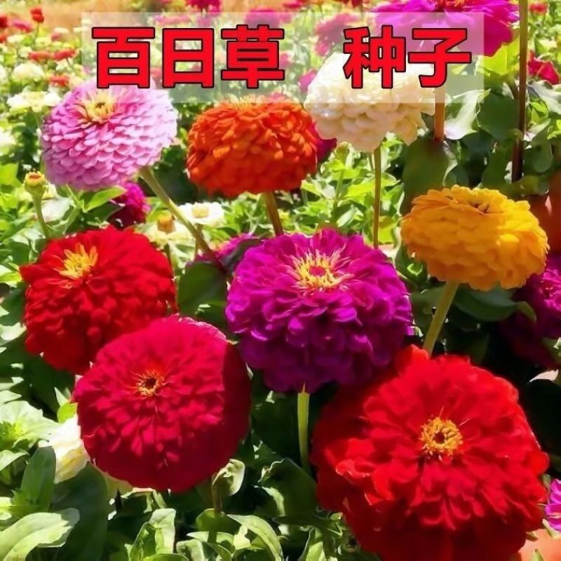 混色百日草花种子四季开花百曰草花籽种子室外百日草种子花海