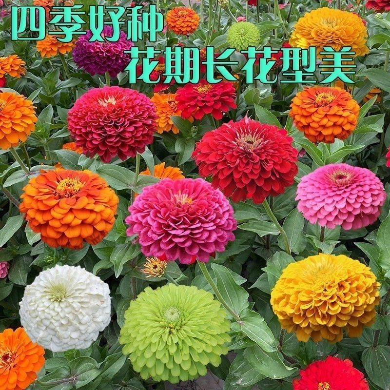 混色百日草花种子四季开花百曰草花籽种子室外百日草种子花海