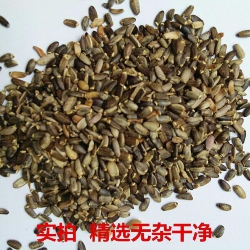 水飞蓟种子奶蓟草种籽老鼠筋水飞雉奶蓟花卉药材中草药庭院观