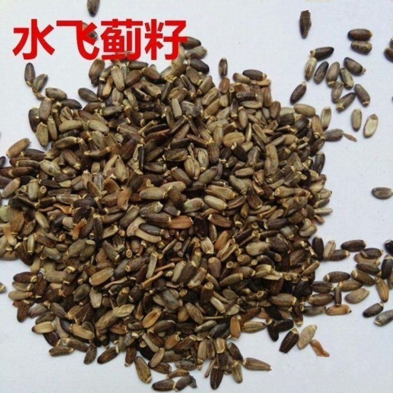 水飞蓟种子奶蓟草种籽老鼠筋水飞雉奶蓟花卉药材中草药庭院观