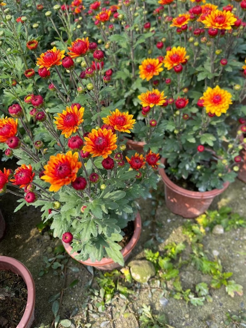 菊花