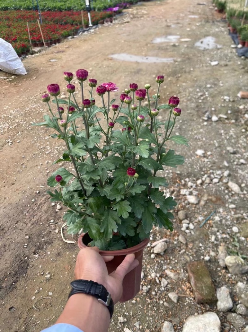 菊花