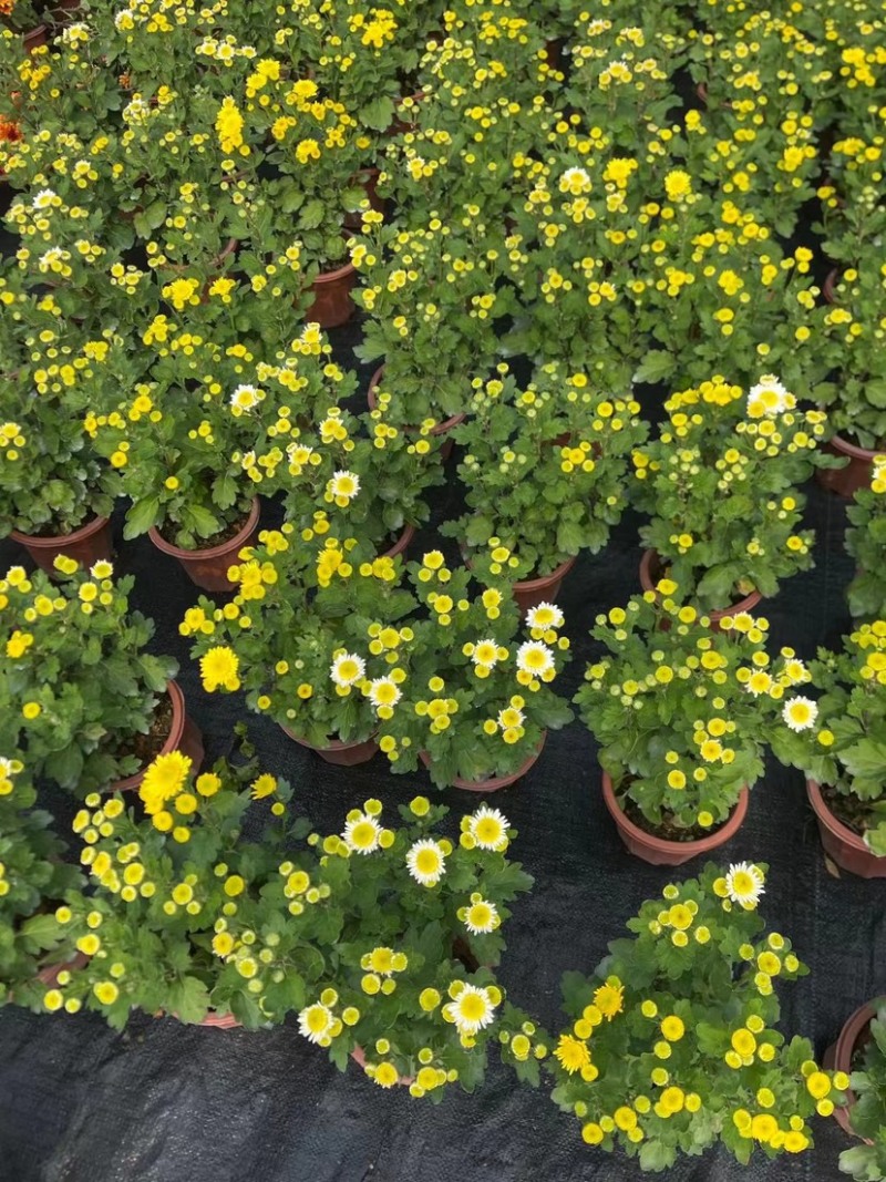 菊花