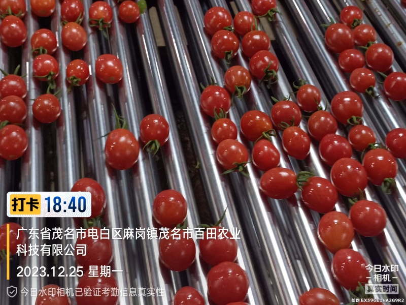 【实力商家】精品千禧圣女果产地批发现摘现发一手货源
