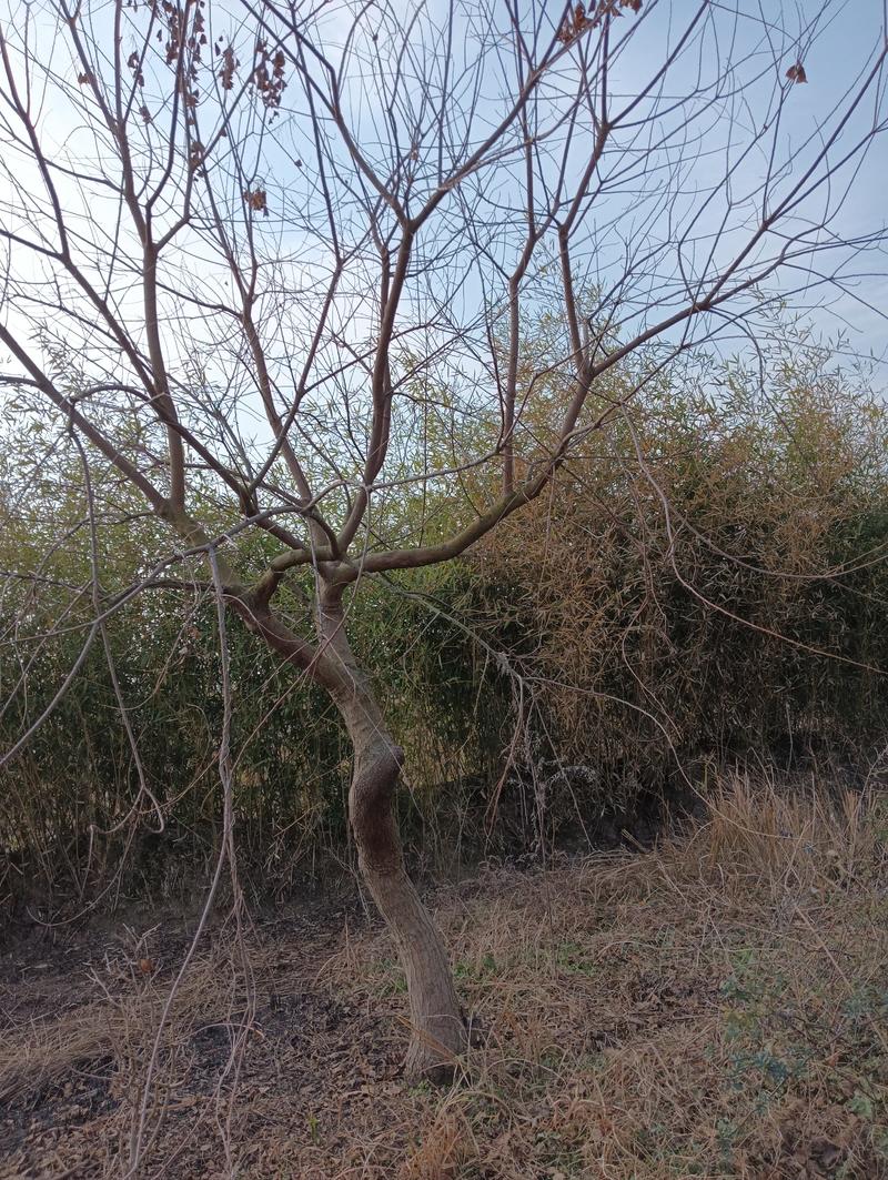 木子树