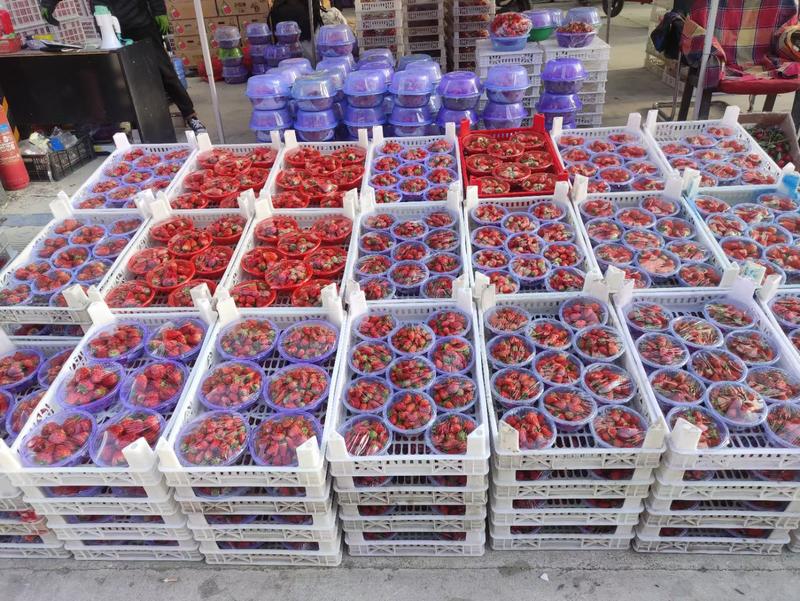 新鲜妙香草莓山西地区量大送货量大优惠找长期合作伙伴