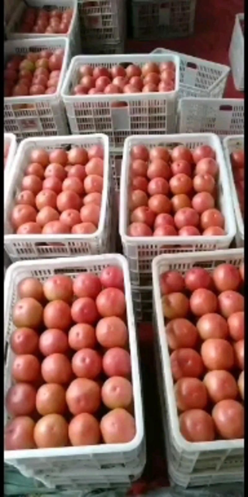 西红柿产地直销看货采摘保质保量