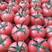 西红柿产地直销看货采摘保质保量