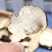 道地中药材猪苓手工切片干净无杂道地品质质量保证包