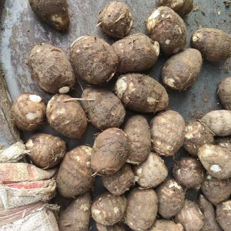 常年批发《芋头8520》山东芋头毛芋头按需加工全国发货