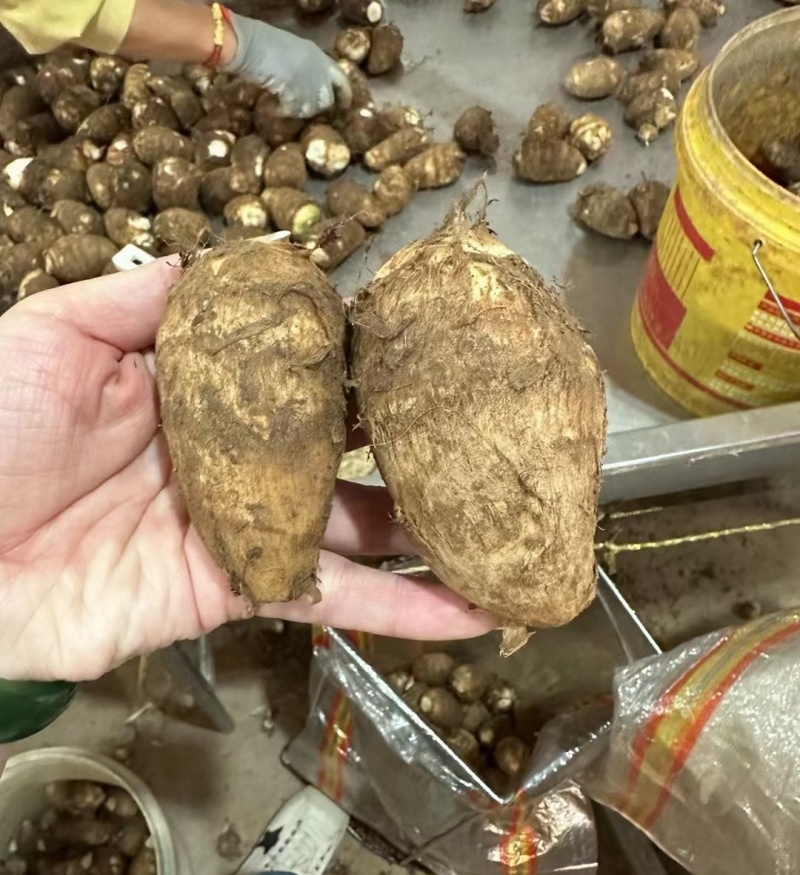 常年批发《芋头8520》山东芋头毛芋头按需加工全国发货