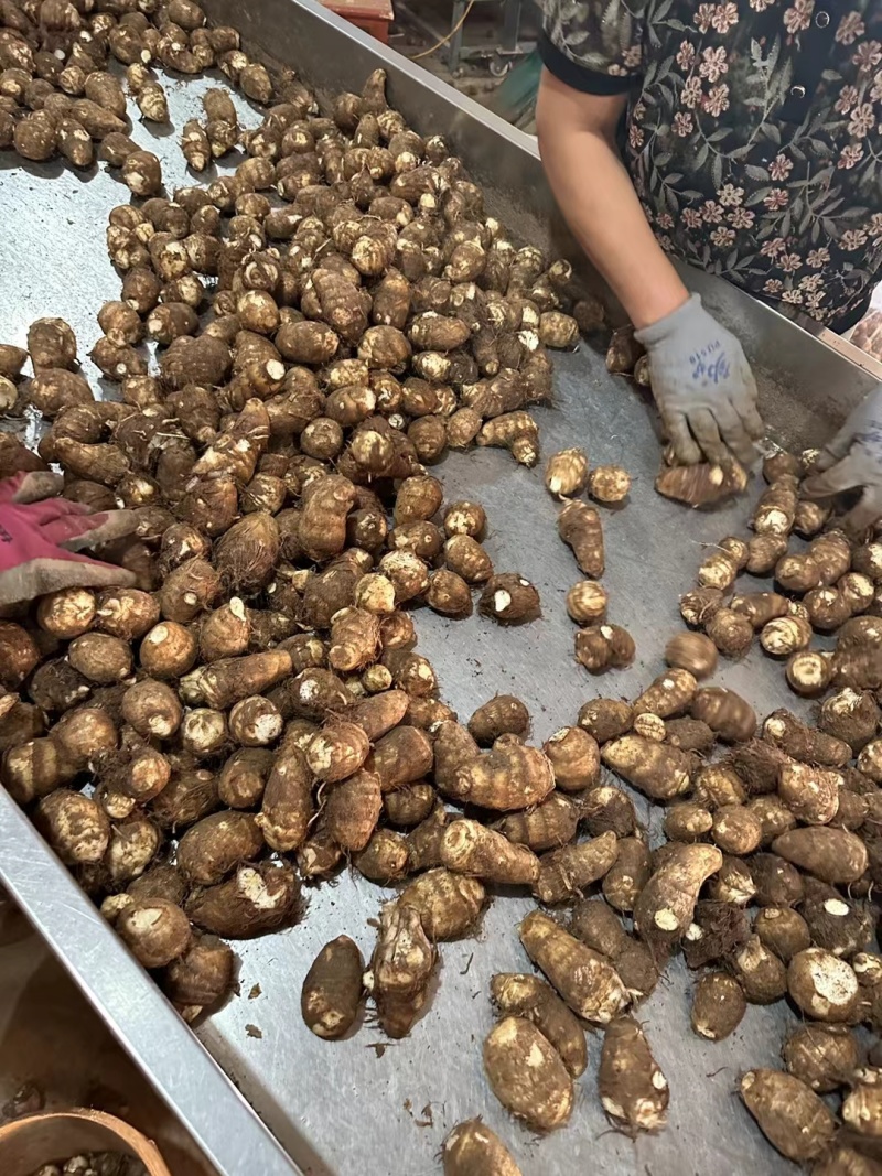 常年批发《芋头8520》山东芋头毛芋头按需加工全国发货