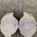荔浦芋种子、荔浦芋种苗、桂芋2号、小仔芋种子广西基地