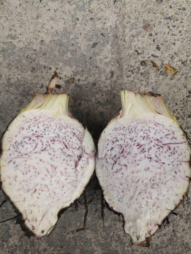荔浦芋种子、荔浦芋种苗、桂芋2号、小仔芋种子广西基地