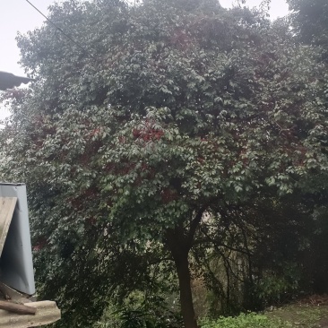 无刺枸骨树