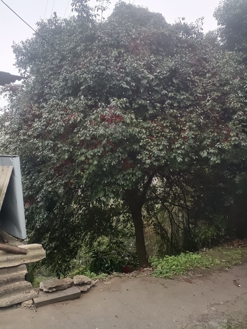 无刺枸骨树