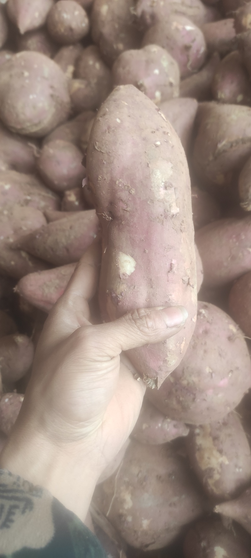 四川红苕，白心，红心，搞不好的话，还有黑心，巴适得板，