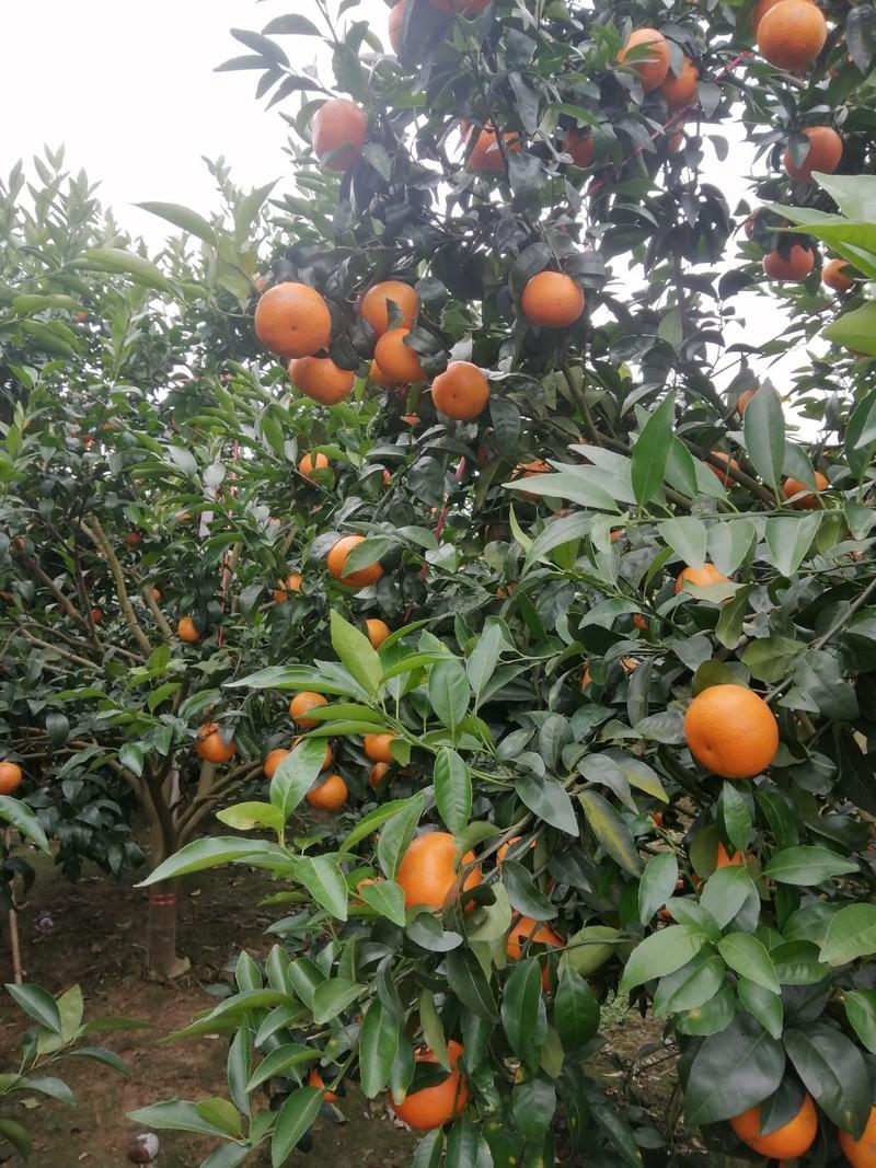 【热卖】柑橘，沃柑，广西柳州融安县沃柑甜甜的，可视频看货