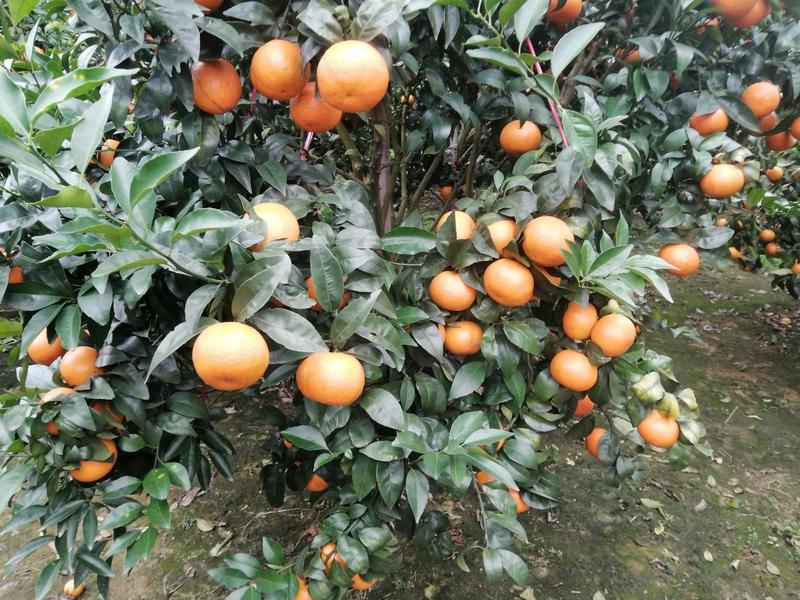 【热卖】柑橘，沃柑，广西柳州融安县沃柑甜甜的，可视频看货