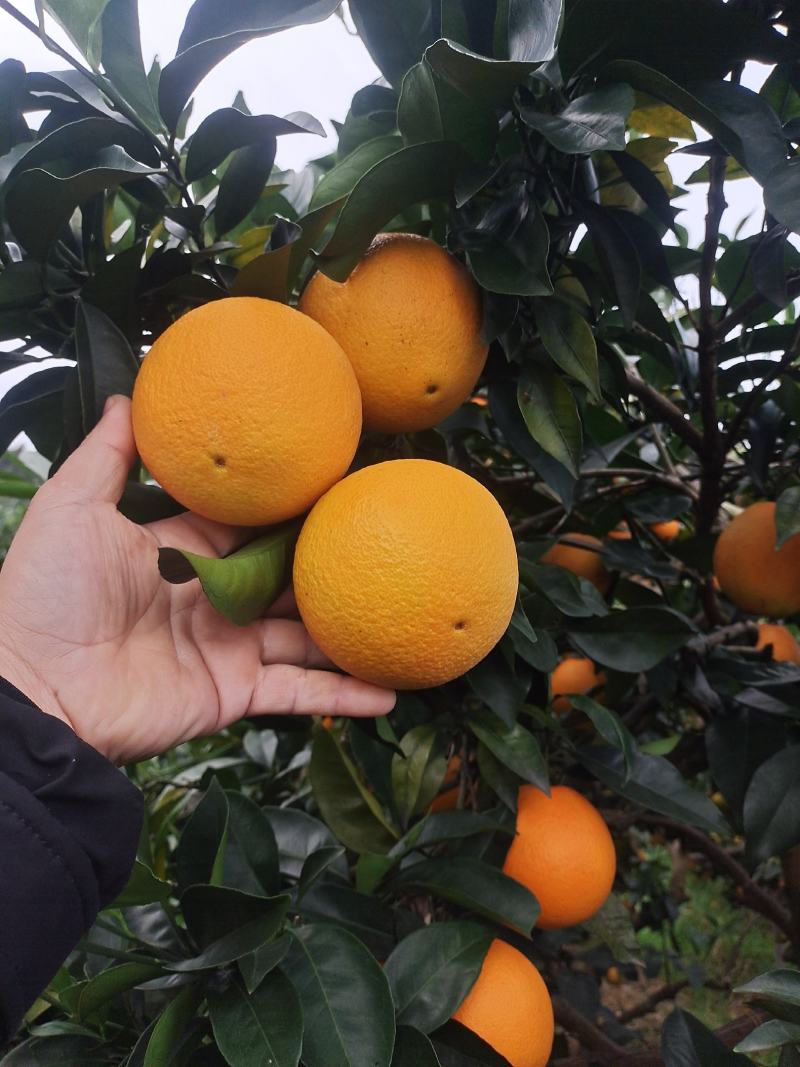 鲜果，无霜冻，干水，味甜。