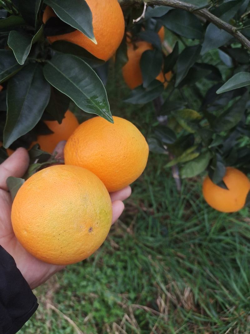 鲜果，无霜冻，干水，味甜。