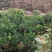 鲜果，无霜冻，干水，味甜。