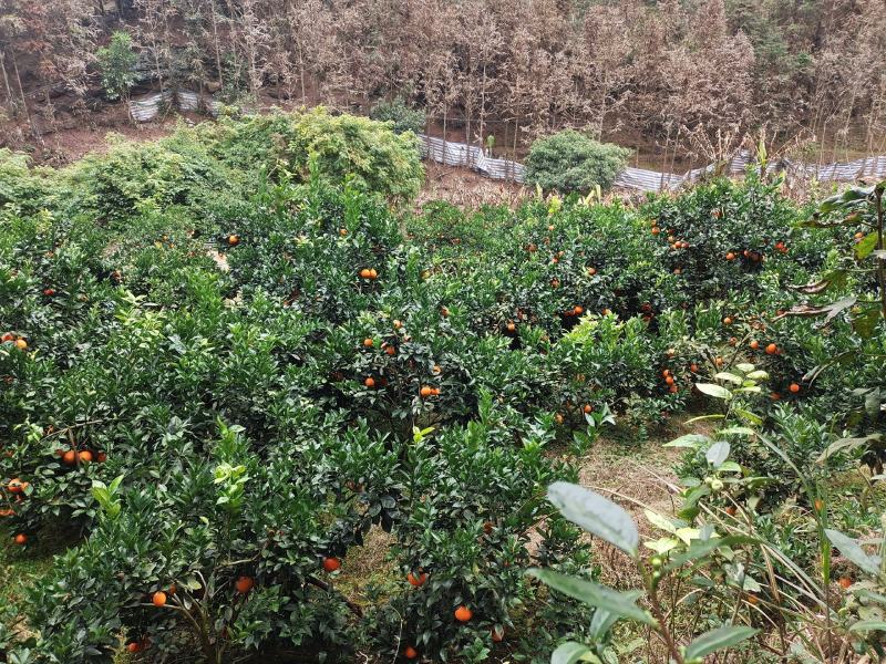鲜果，无霜冻，干水，味甜。