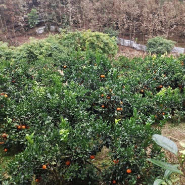 鲜果，无霜冻，干水，味甜。