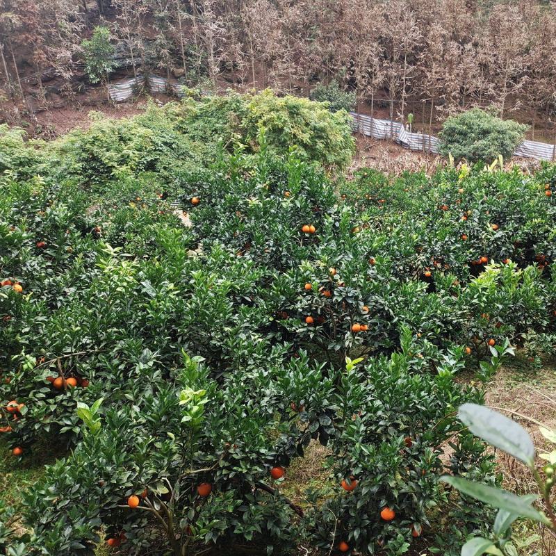 鲜果，无霜冻，干水，味甜。