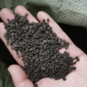 补骨脂，破骨脂，黑骨脂，颗粒饱满，过色选机无硫，有现货