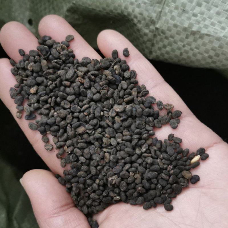 补骨脂，破骨脂，黑骨脂，颗粒饱满，过色选机无硫，有现货